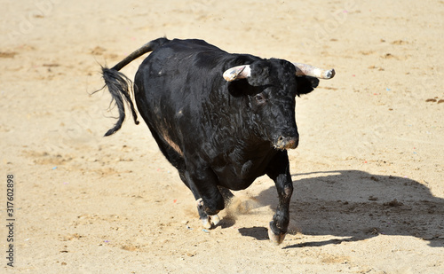 furious bull wit big horns in spain