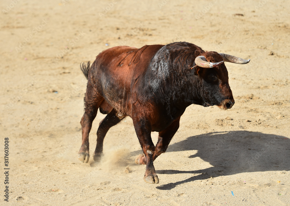 un toro español con grandes cuernos un toro español con grandes cuernos