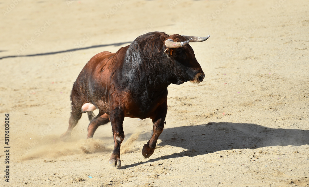 toro español con grandes cuernos en una plaza de toros toro español con grandes cuernos en una plaza de toros