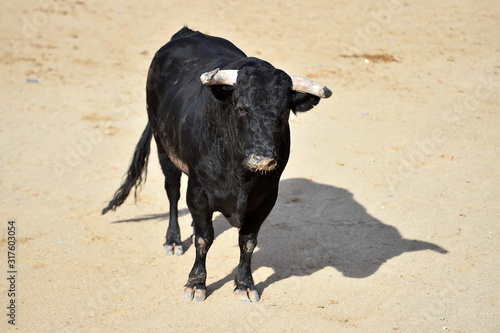 furious bull wit big horns in spain