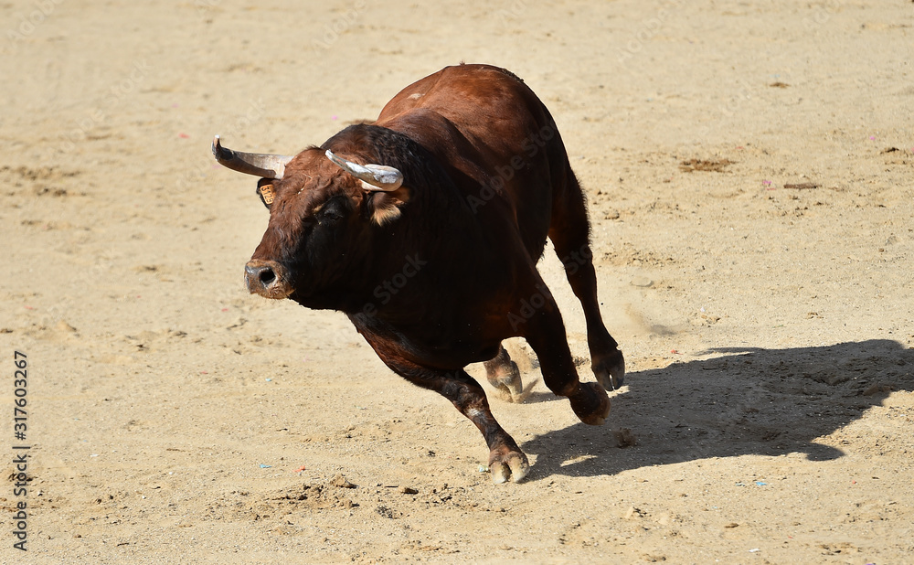 dangerous bull in spanish bullring with big horns
