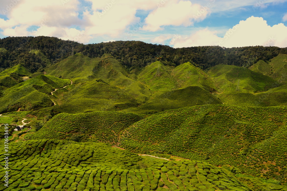 Obraz premium Plantagen, Cameron Highlands