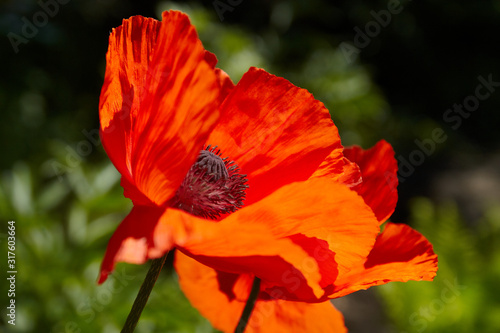 Red poppy flower filled with sunlight. Spring time.