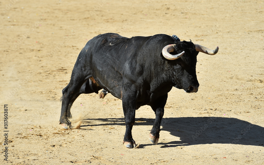 toro español con grandes cuernos en una plaza de toros toro español con grandes cuernos en una plaza de toros
