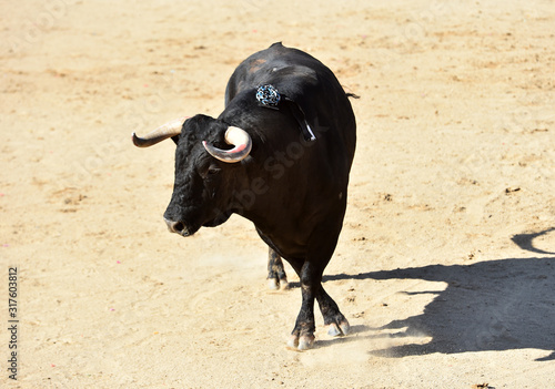 un toro tipico español