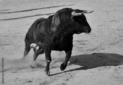 toro español poderoso con grandes cuernos