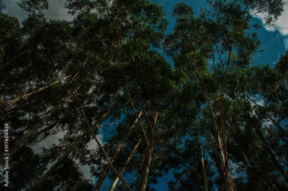 photo of an eucalyptus plantation photo of an eucalyptus plantation