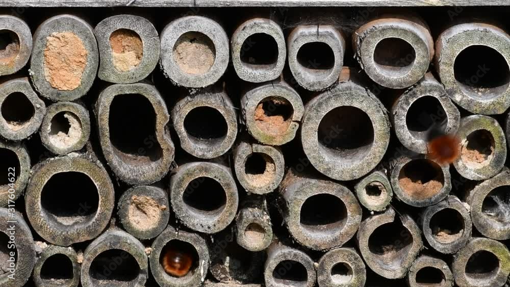 Mason bees / builder bee Osmia cornuta nesting in hollow stems at insect hotel for solitary bees Mason bees / builder bee Osmia cornuta nesting in hollow stems at insect hotel for solitary bees