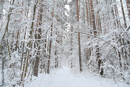 Winter pine forest under snow, beutiful snowy landscape © SergeyCash