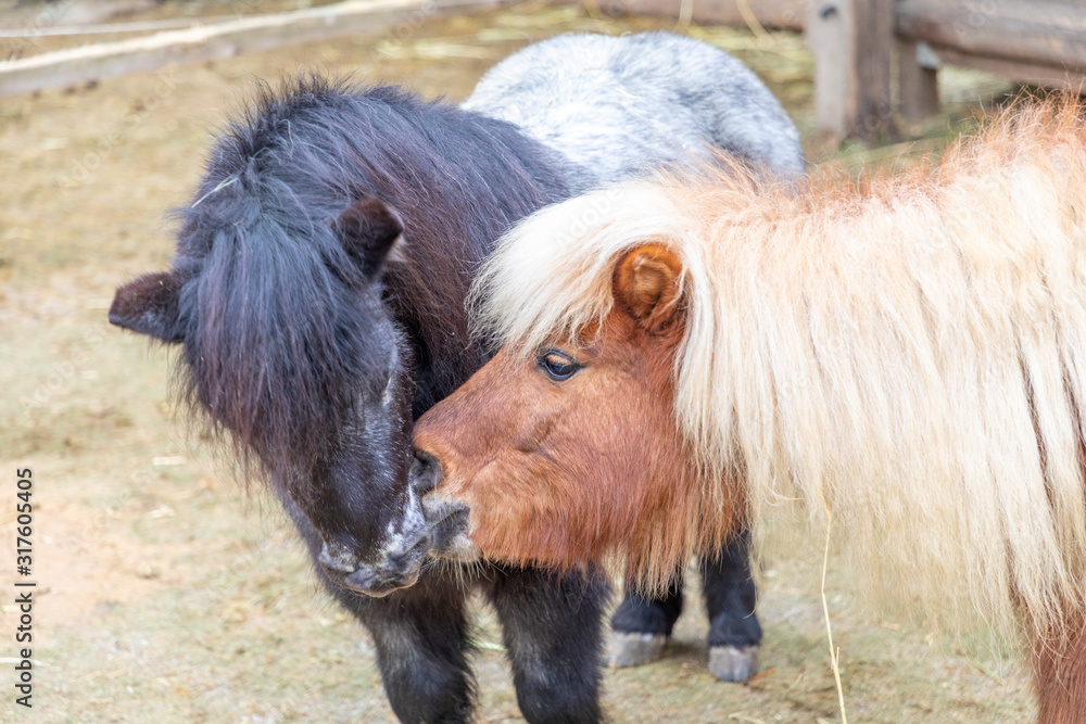 two kissing small ponys