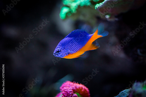 Azure Damselfish (Chrysiptera hemicyanea) on a reef tank
