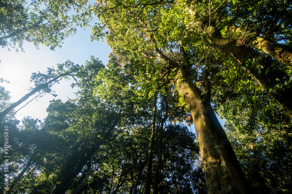 Fototapeta premium Top Trees in the forest ant shot
