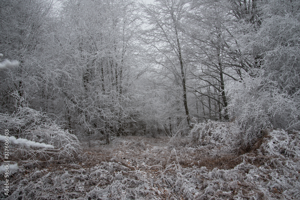 fairytale image in a frozen forest fairytale image in a frozen forest
