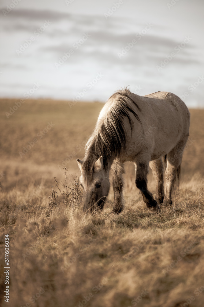 Fototapeta premium brown horse eating grass