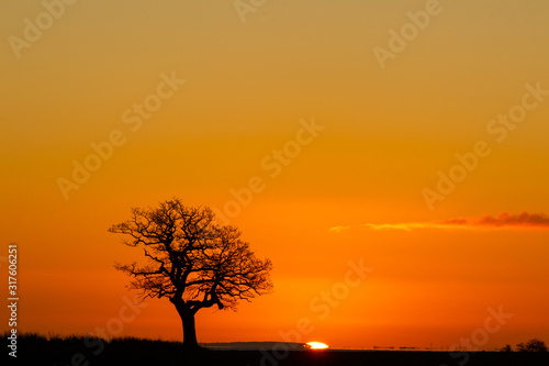 tree in the sunset