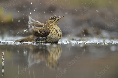 Baumpieper Anthus trivialis photo