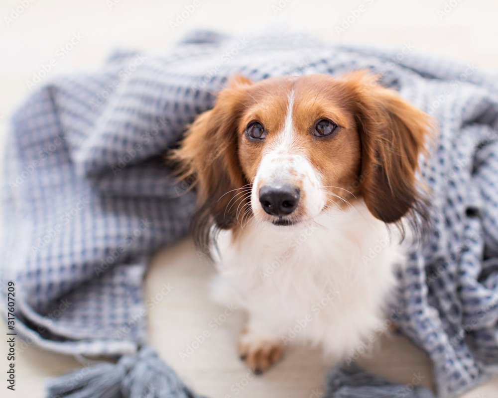 Adorable smiling weiner dog looks at the camera and cuddles in a blanket in natural light