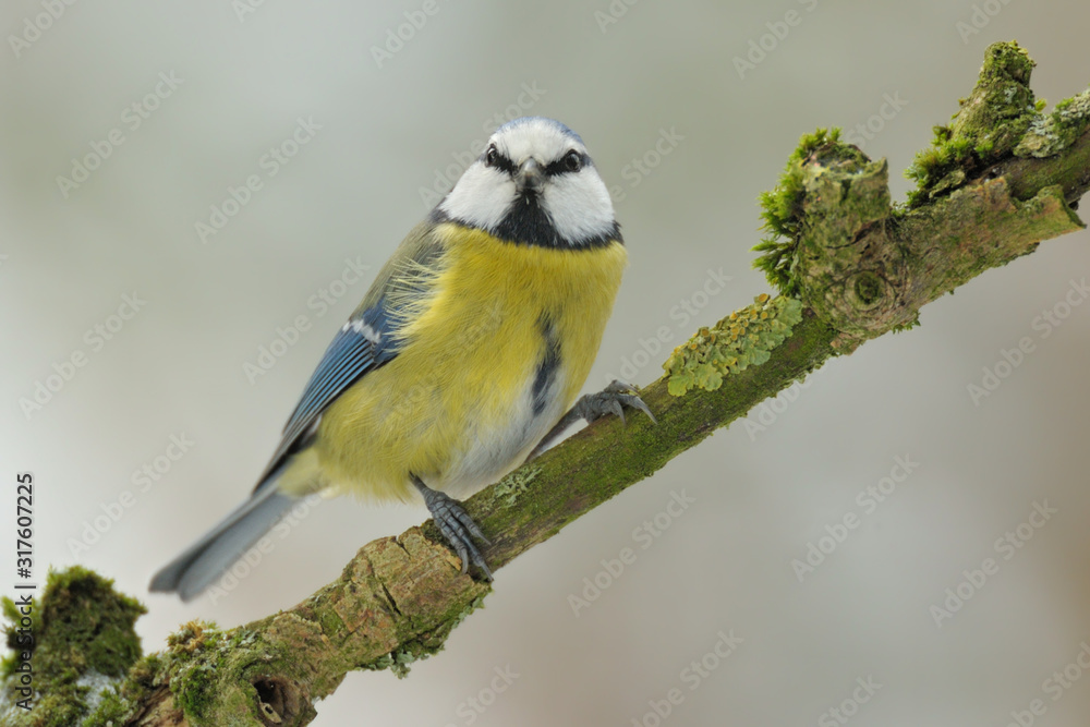 Naklejka premium Blaumeise Parus caeruleus