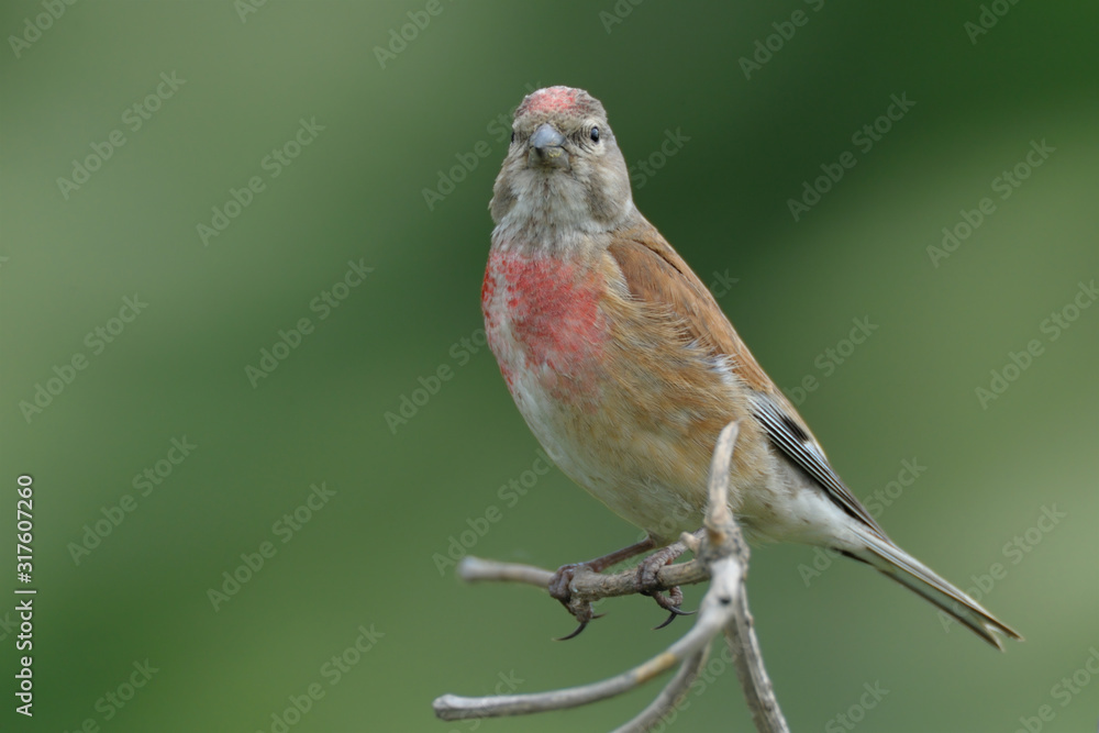 Bluthänfling Carduelis cannabina Bluthänfling Carduelis cannabina