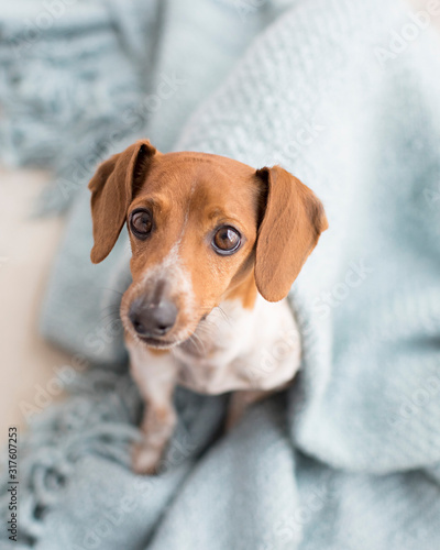 Adorable smiling weiner dog looks at the camera and cuddles in a blanket in natural light