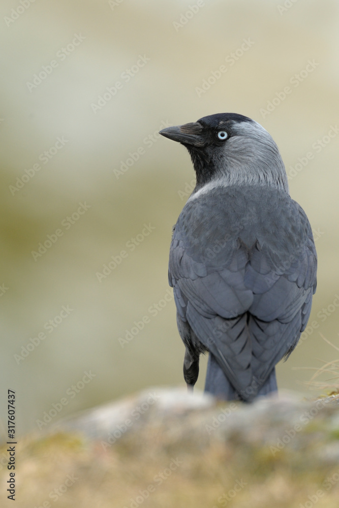 Fototapeta premium Dohle Corvus monedula
