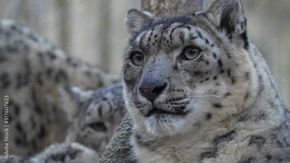 Snow leopard (Panthera uncia) family portrait Snow leopard (Panthera uncia) family portrait