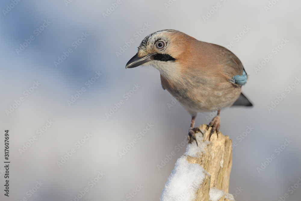 Eichelhäher Garrulus glandarius Eichelhäher Garrulus glandarius