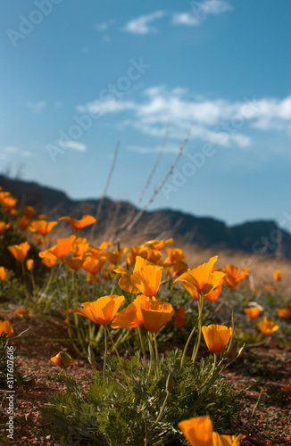 Desert Golden Poppies