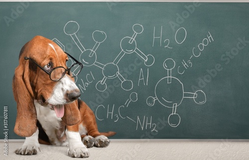 academic math dog in glasses on a blackboard background