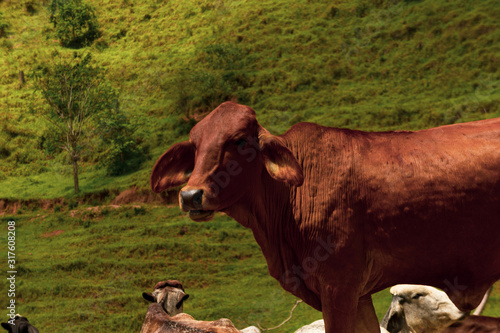 Photo of cattle on free pasture © Menezz