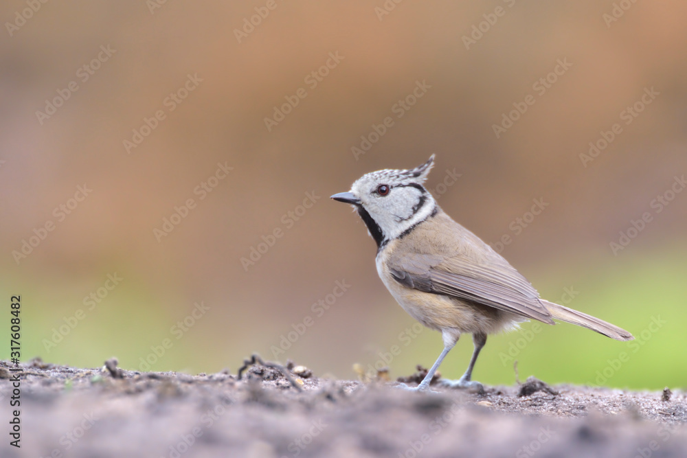 Obraz premium Haubenmeise Parus cristatus