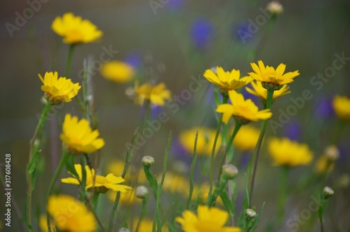 Wildflowers of the Andalusian countryside