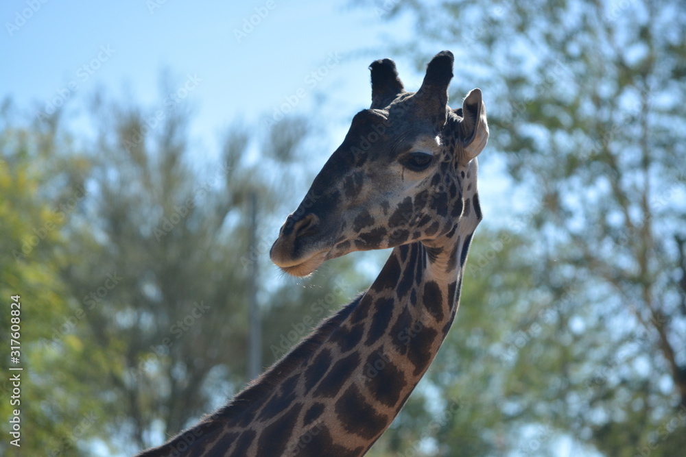 Obraz premium Giraffe Head