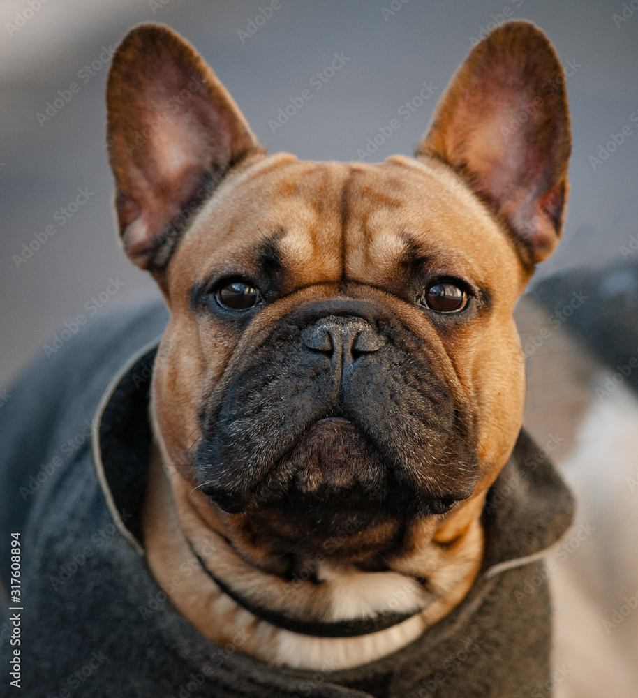 Portrait of French bulldog in a coat
