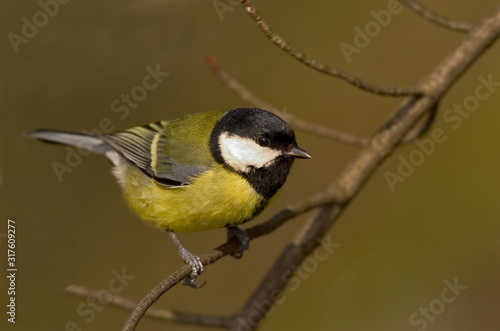 Kohlmeise Parus major