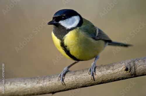 Kohlmeise Parus major