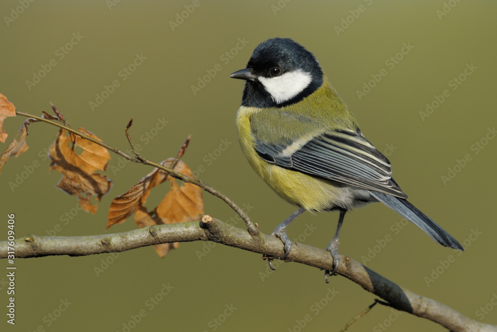 Obraz premium Kohlmeise Parus major