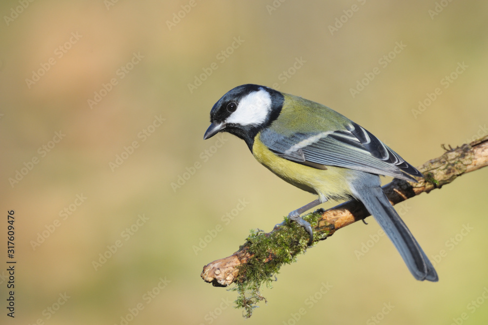 Kohlmeise Parus major Kohlmeise Parus major