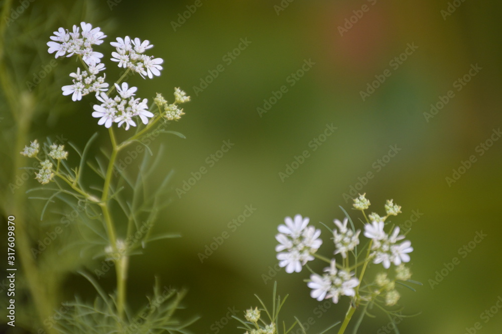 Wildflowers of the Andalusian countryside Wildflowers of the Andalusian countryside
