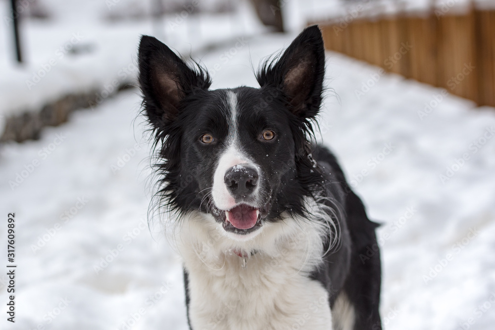 Adorable Cute Black And White Border Collie Portrait With White Snow Backgroun