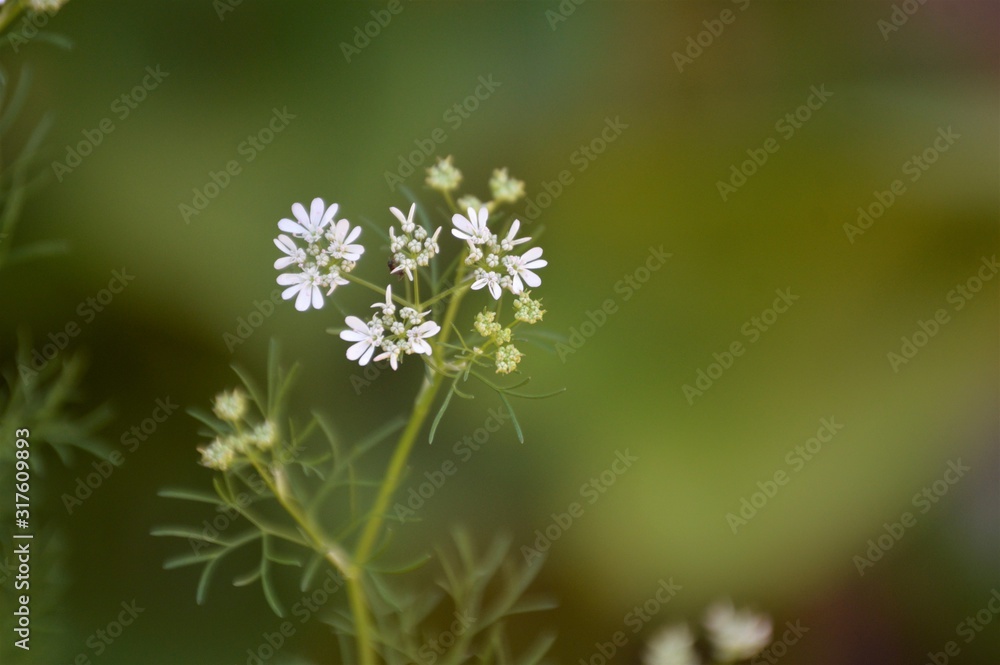 Wildflowers of the Andalusian countryside Wildflowers of the Andalusian countryside