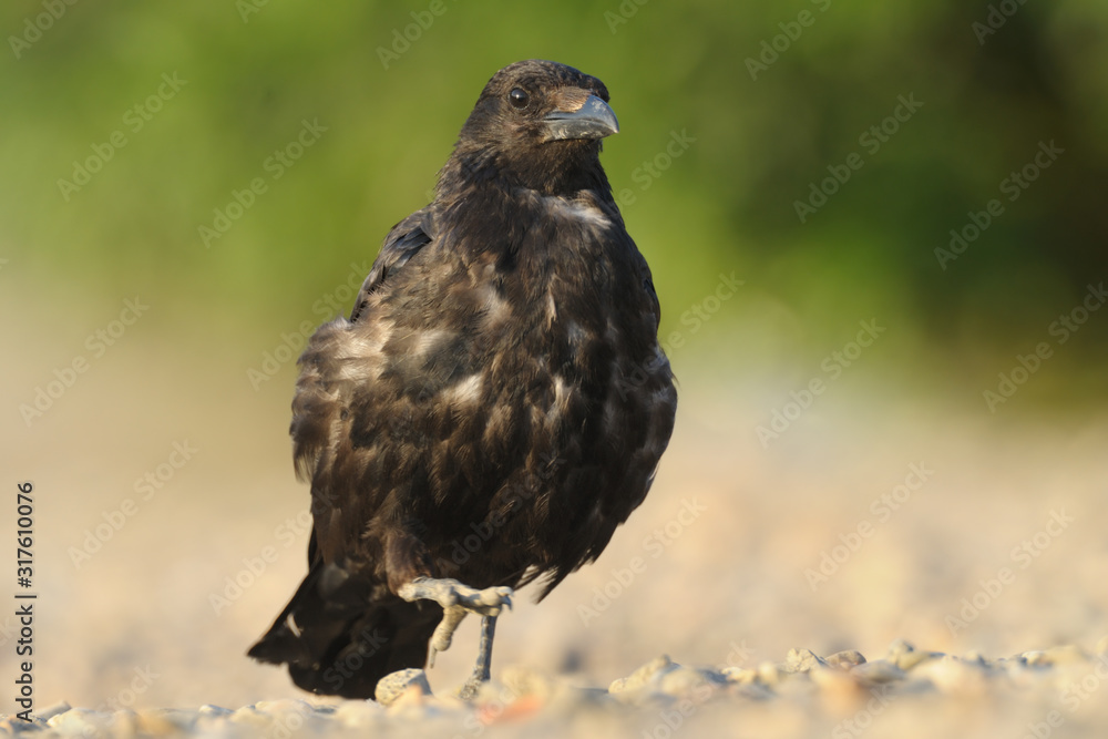 Rabenkrähe Corvus corone corone