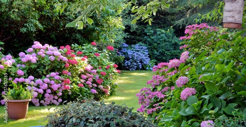 Beautiful garden with hydrangeas in Brittany photo
