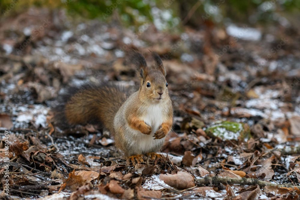 Red eurasian squirrel on the ground in the park Red eurasian squirrel on the ground in the park