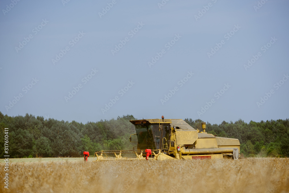 Fototapeta premium Combine harvesting the rape field