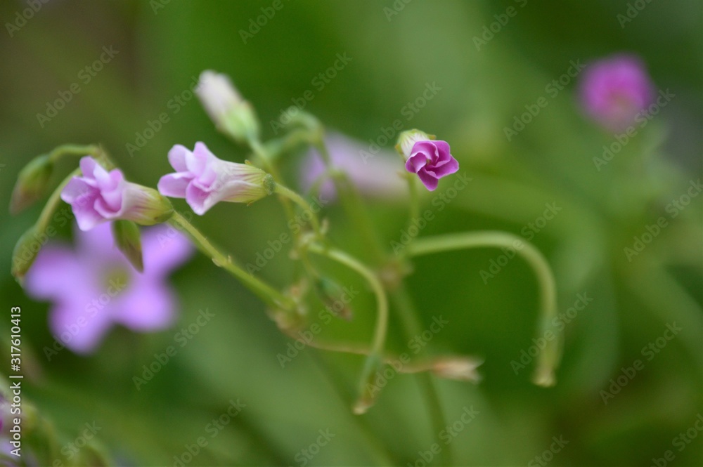 Wildflowers of the Andalusian countryside Wildflowers of the Andalusian countryside