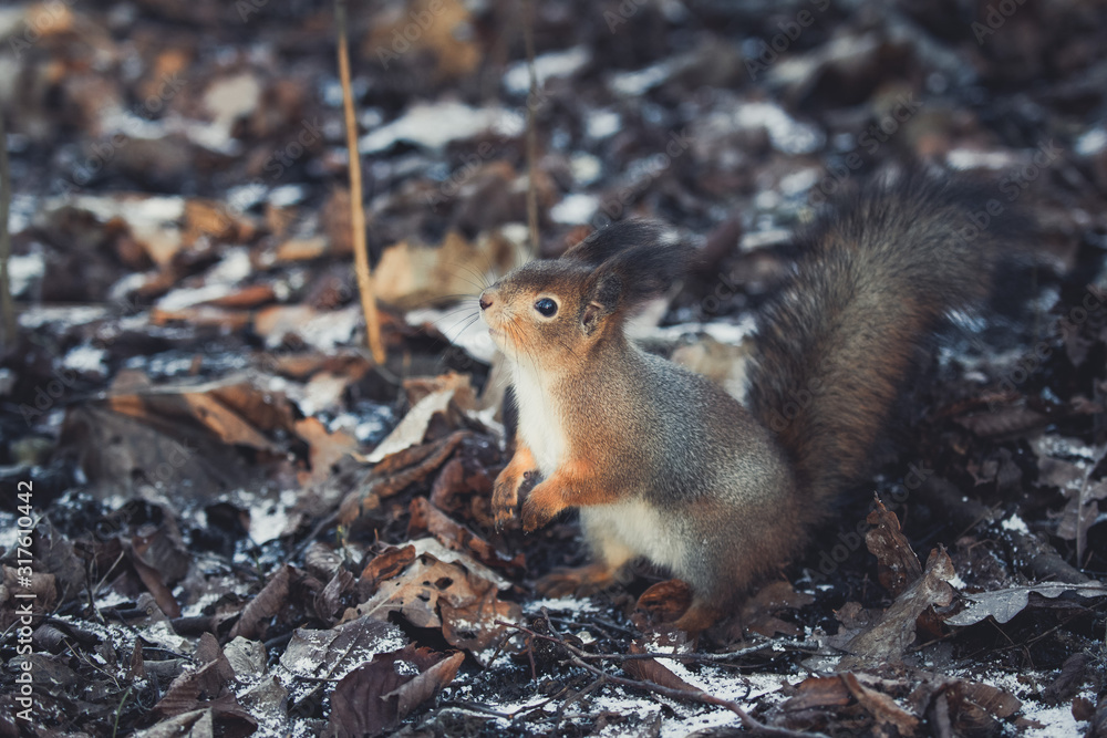 Red eurasian squirrel on the ground in the park Red eurasian squirrel on the ground in the park