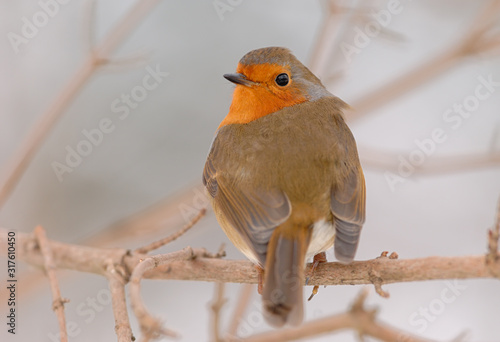 Rotkehlchen Erithacus rubecula photo