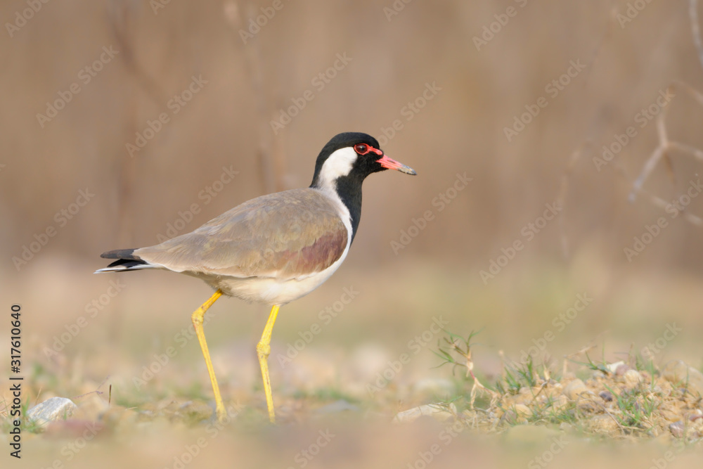 Rotlappenkiebitz Vanellus indicus Rotlappenkiebitz Vanellus indicus