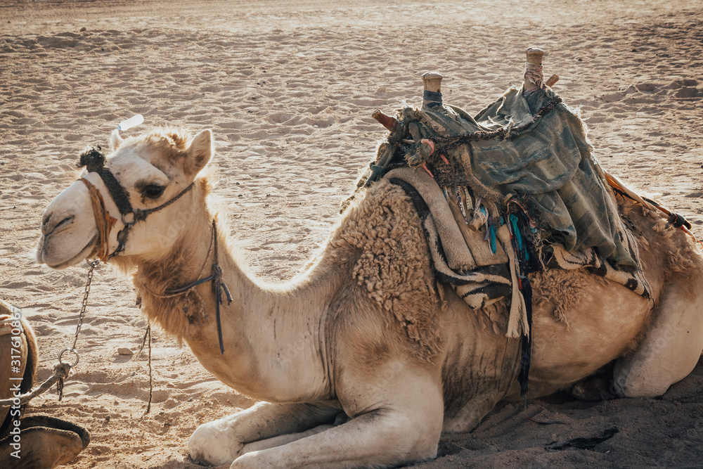 Fototapeta premium camel sitting on the sand